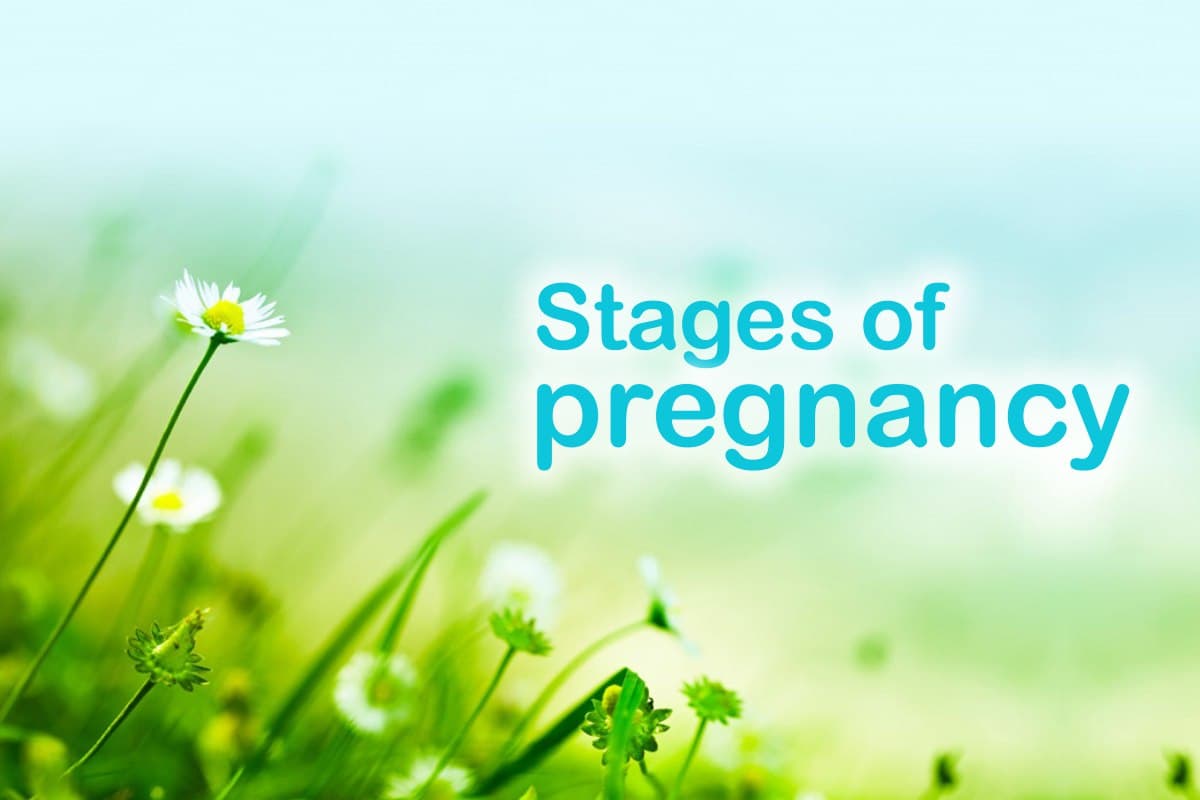 Stages of pregnancy