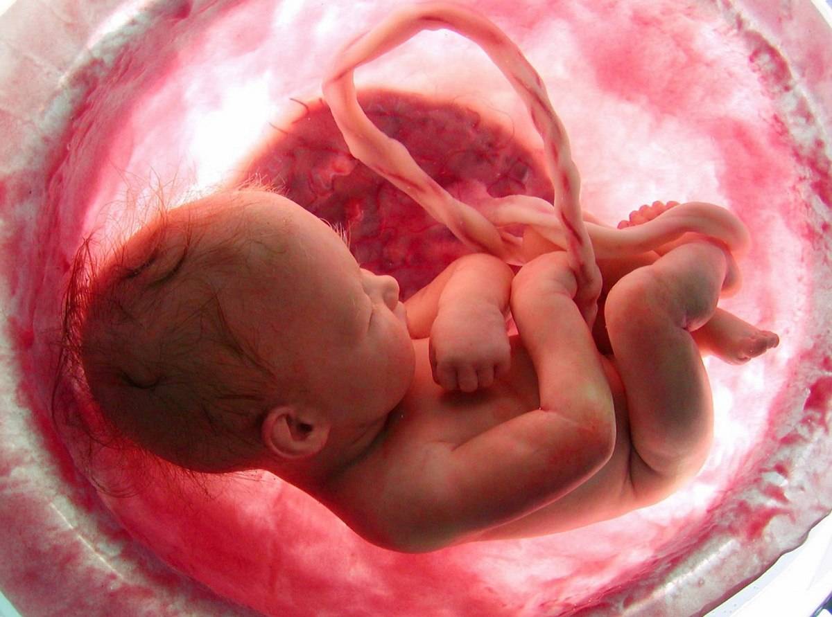 Trimesters of pregnancy