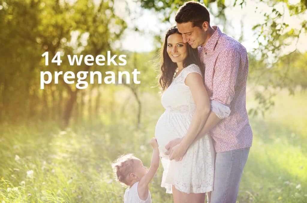 14 weeks pregnant