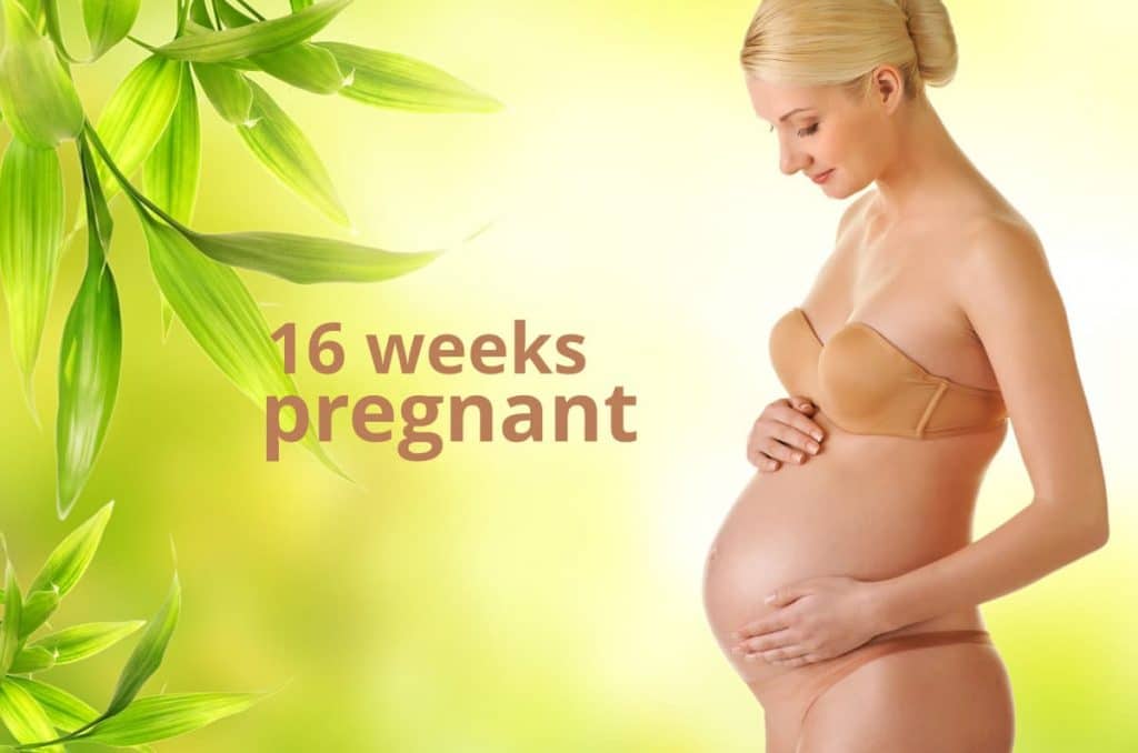 16 weeks pregnant