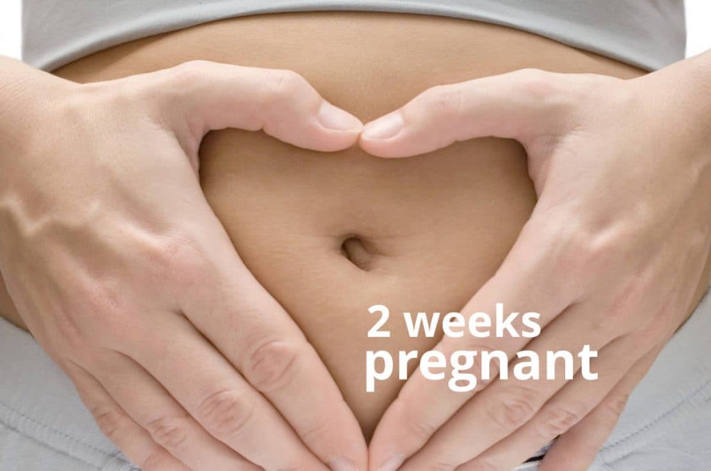 2 weeks pregnant